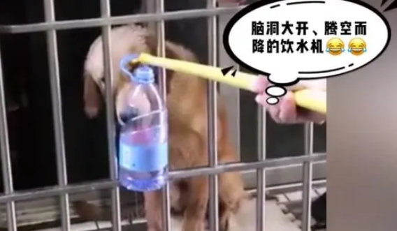 一根晾衣架的生命之橋 善良鄰居六天送糧救活餓到皮包骨的金毛